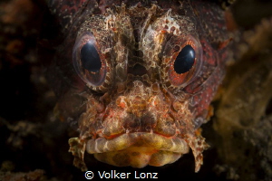 Shortfin turkeyfish / Dwarf Lionfish by Volker Lonz 